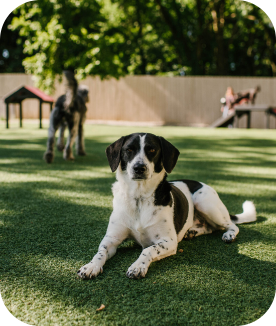 artificial grass for dogs
